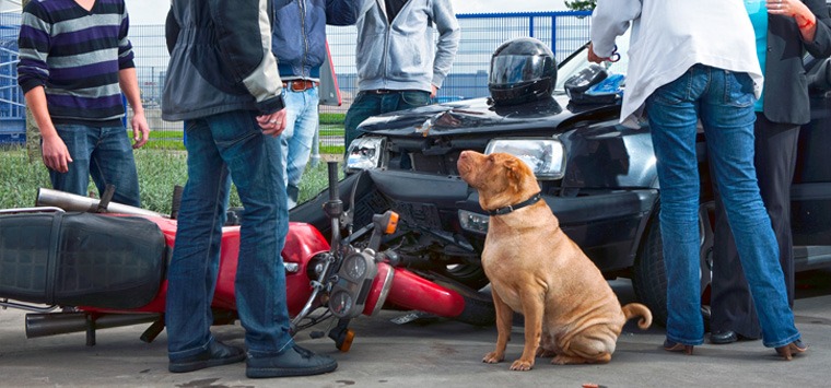 Motorcycle Accidents Caused by Pet Dogs