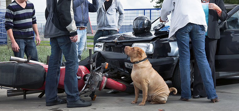 Who is liable if an off-leash dog causes a car accident?
