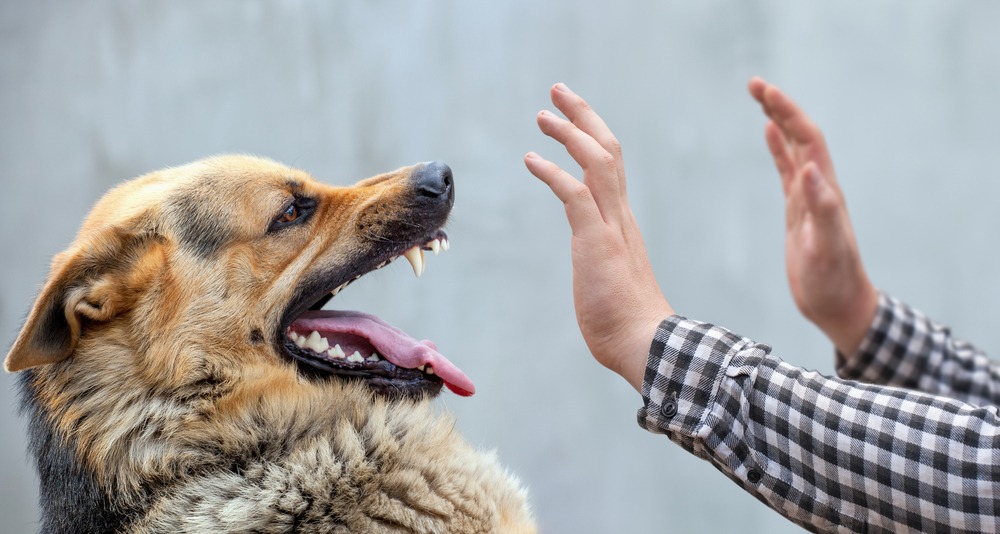 Photo of A Male German Shepherd